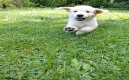 Golden Retriever dogs for sale: Pepper - Image 11