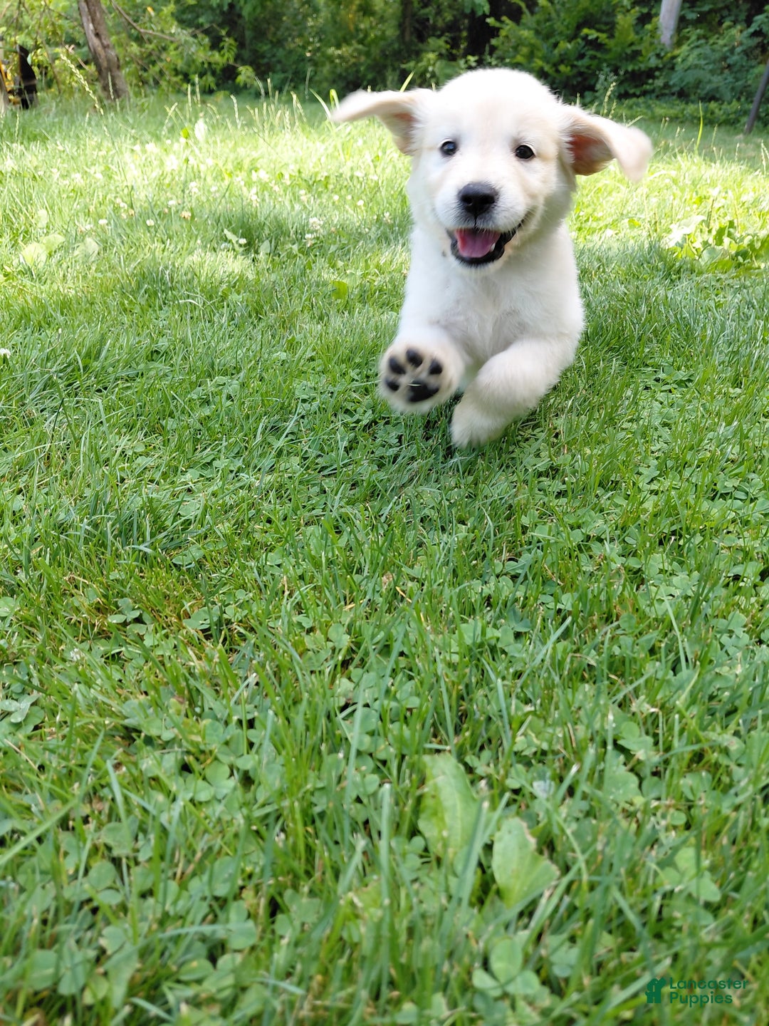 Golden Retriever dogs for sale: Pepper - Image 11