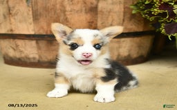 Welsh Corgi Pembroke dogs for sale: Dill - Image 2