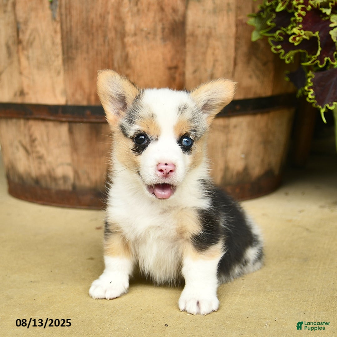 Welsh Corgi Pembroke dogs for sale: Dill - Image 2