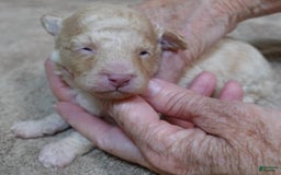 Toy Poodle dogs for sale: Zylo - Image 15