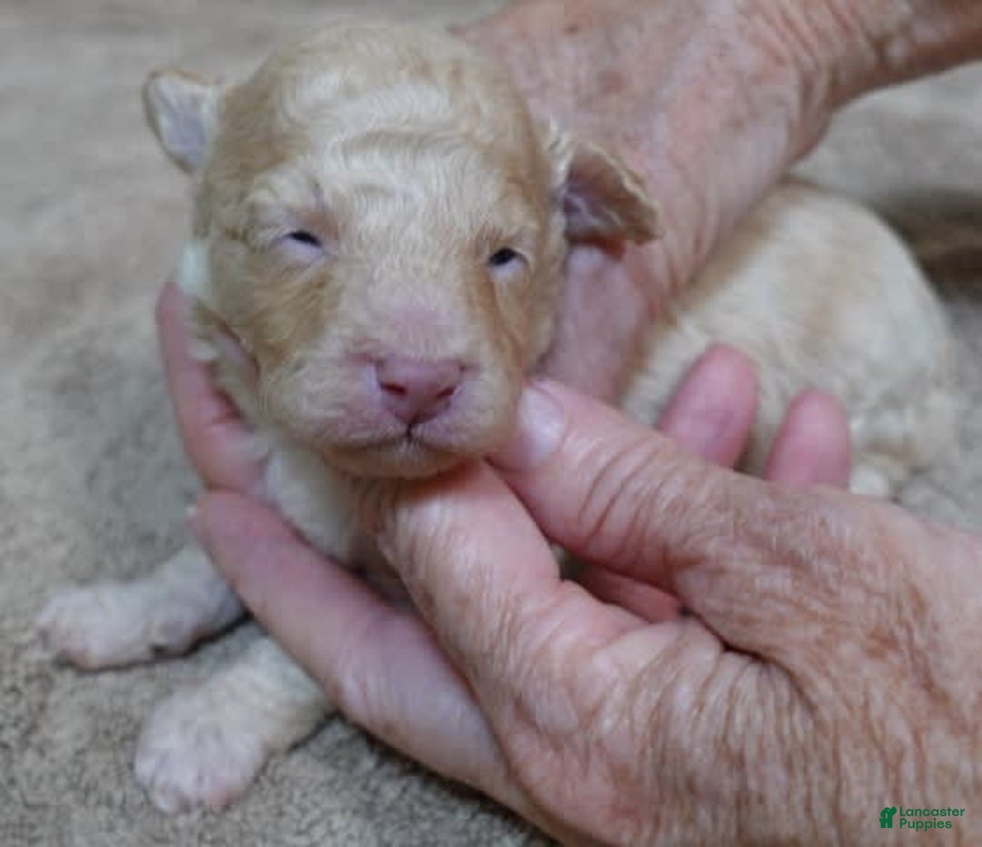 Toy Poodle dogs for sale: Zylo - Image 15