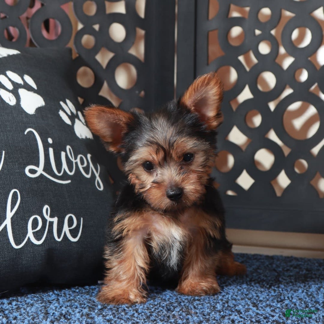 Yorkshire Terrier dogs for sale: Clark - Image 2