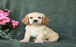 Cocker Spaniel dogs for sale: Chase - Image 3