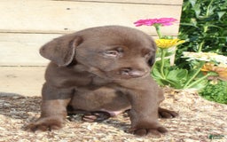 Labrador Retriever dogs for sale: Alex - Image 3