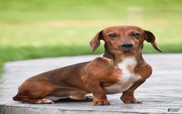 Dachshund dogs for sale: Willow - Image 15