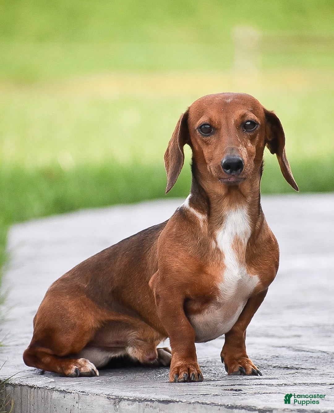 Dachshund dogs for sale: Willow - Image 15