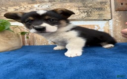 Welsh Corgi Pembroke dogs for sale: Chase - Image 6