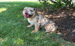 English Bulldog dogs for stud: Simba - Image 1