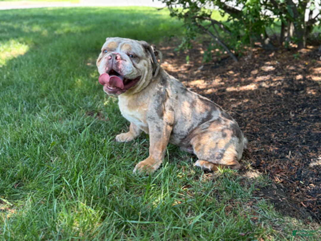 English Bulldog dogs for stud: Simba - Image 1