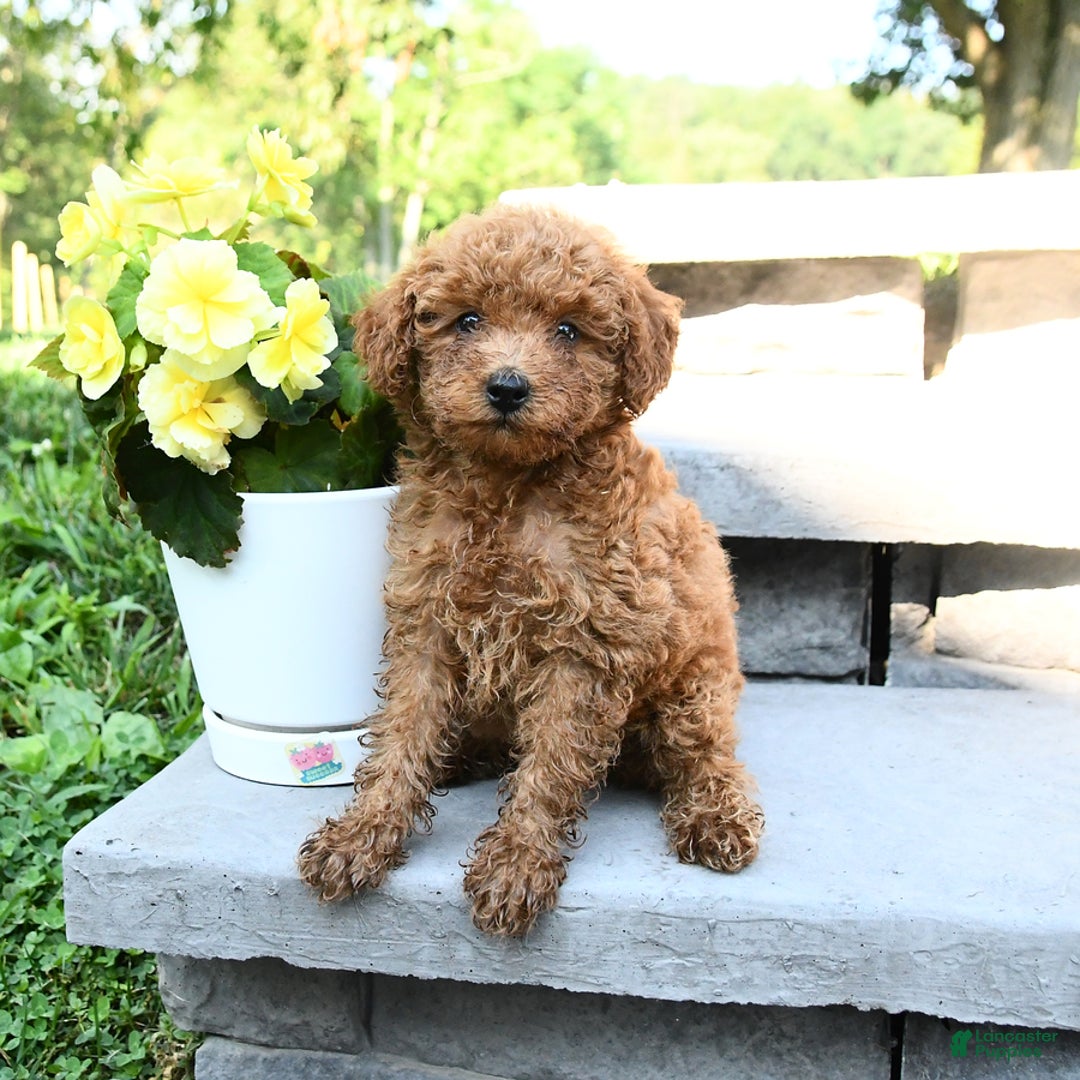Miniature Poodle dogs for sale: Eddie - Image 1