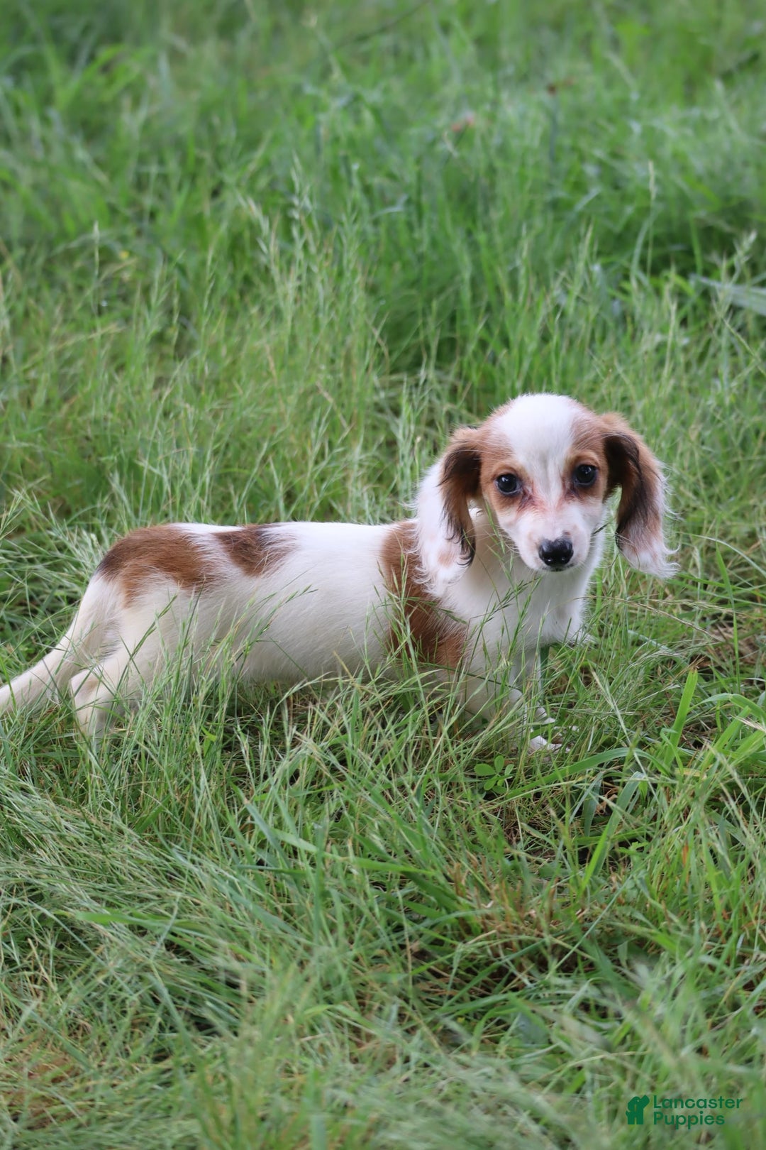 Miniature Dachshund dogs for sale: Daisy - Image 8