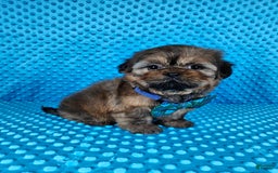 Shih Tzu dogs for sale: Koda - Image 16