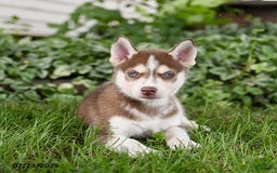 Pomsky dogs for sale: Kline - Image 1