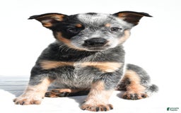 Australian Cattle Dog dogs for sale: Trixie - Image 7