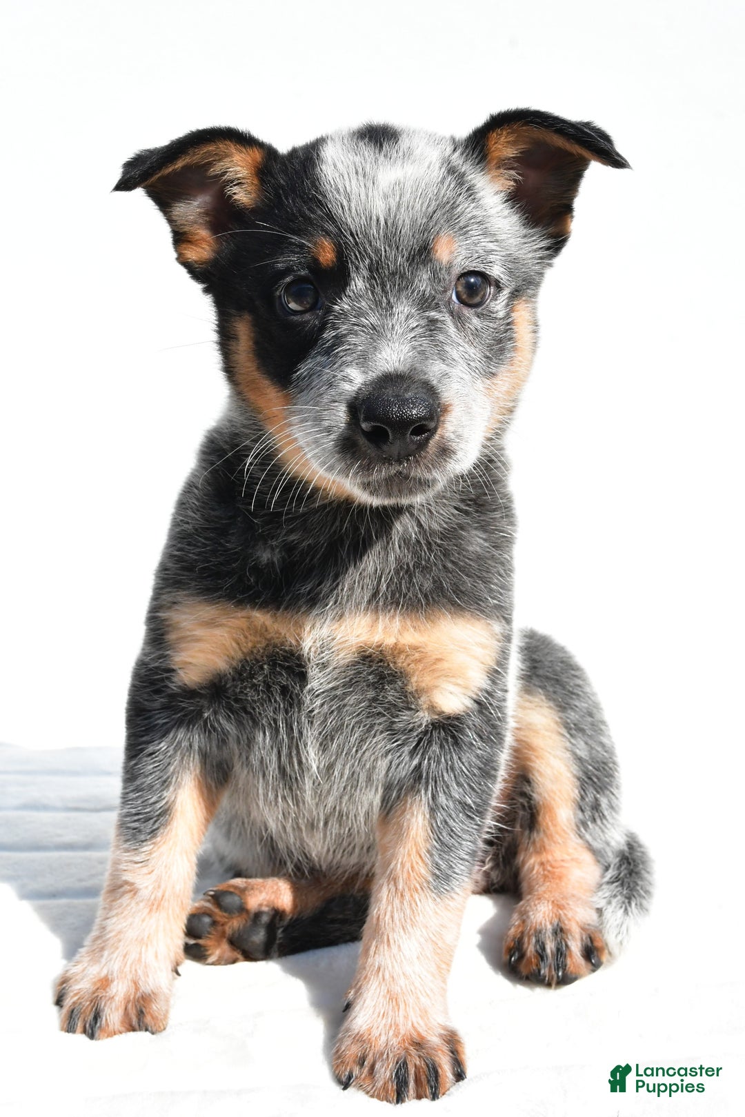 Australian Cattle Dog dogs for sale: Trixie - Image 7