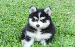 Pomsky dogs for sale: Charlie - Image 4
