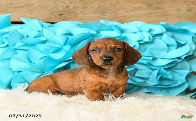 Miniature Dachshund dogs for sale - Ad 1