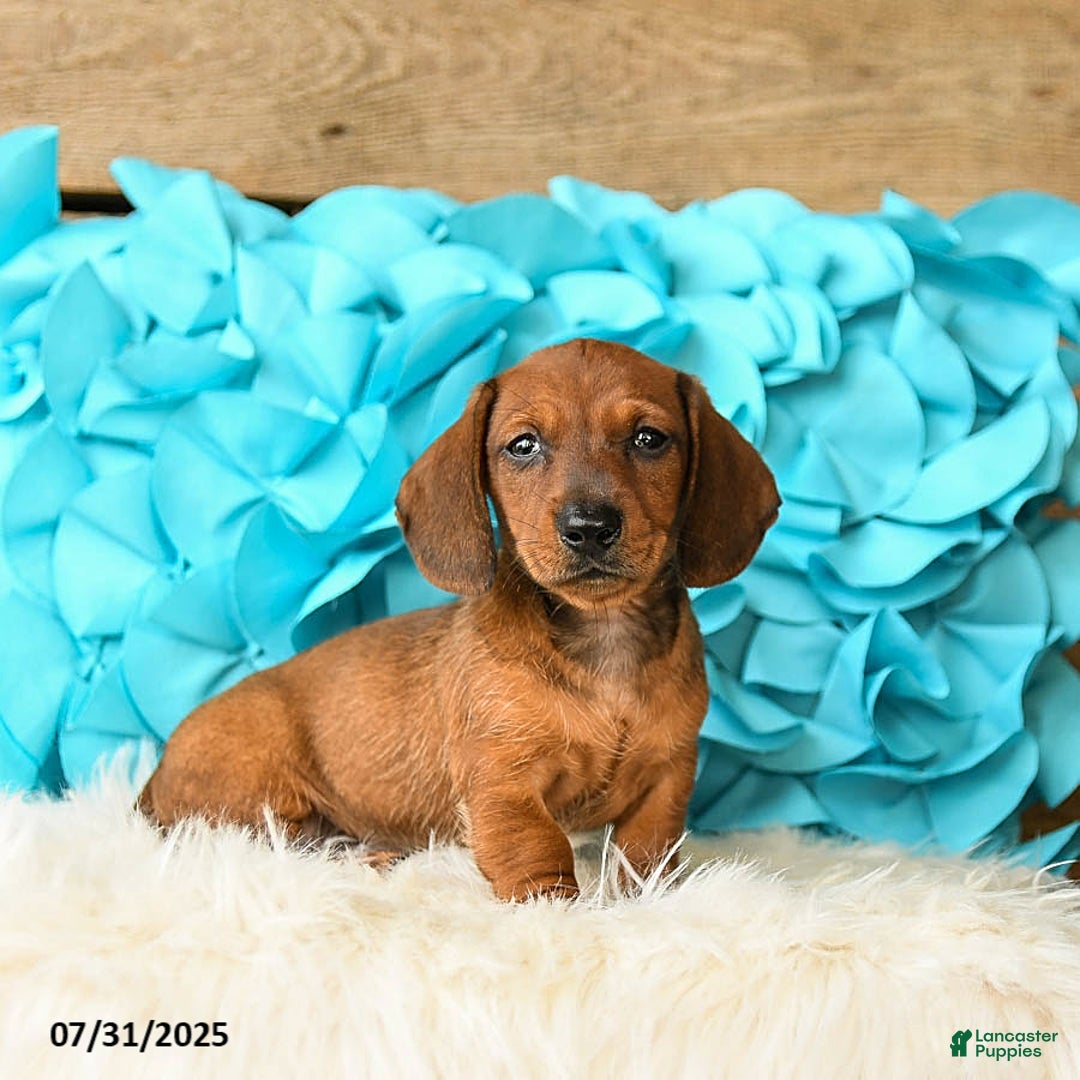 Miniature Dachshund dogs for sale: Big Red - Image 1