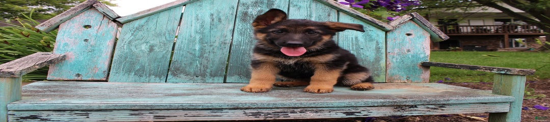 Bailey