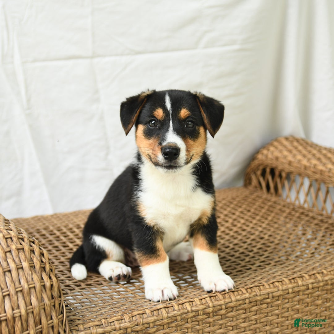 Jack Russell Terrier dogs for sale: Jack Russell Terrier 5 puppies - Image 10