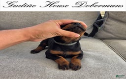 Doberman Pinscher dogs for sale: Blue Collar Female - Image 2