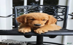 Golden Retriever dogs for sale: Spruce - Image 4