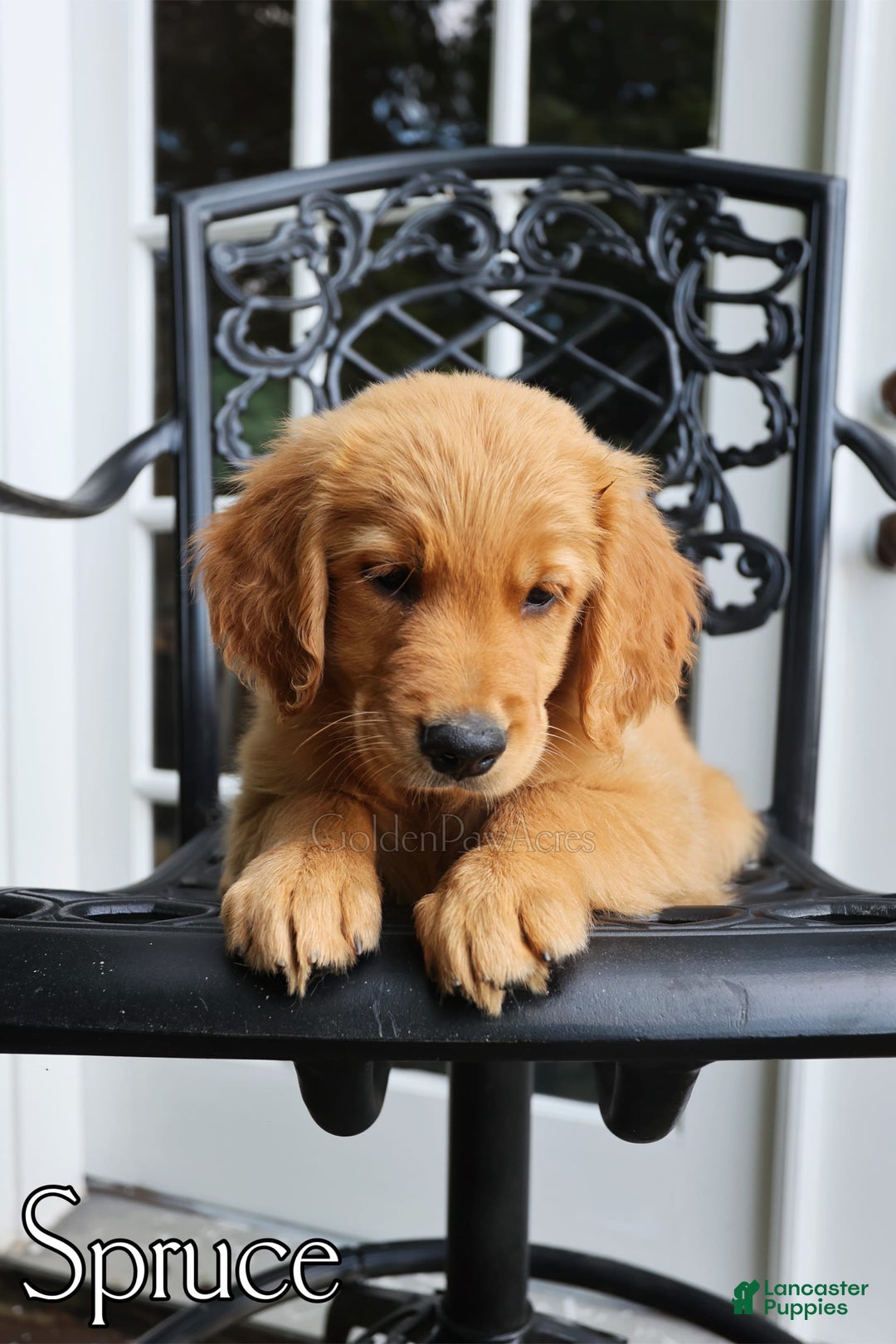 Golden Retriever dogs for sale: Spruce - Image 4