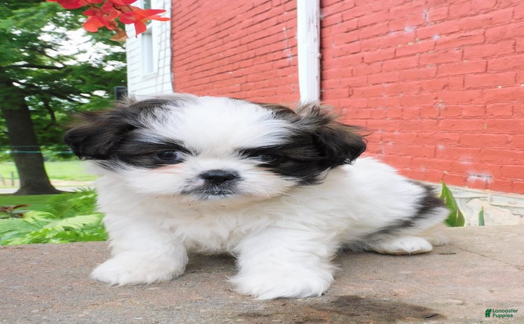 Shih Tzu dogs for sale - Ad 1
