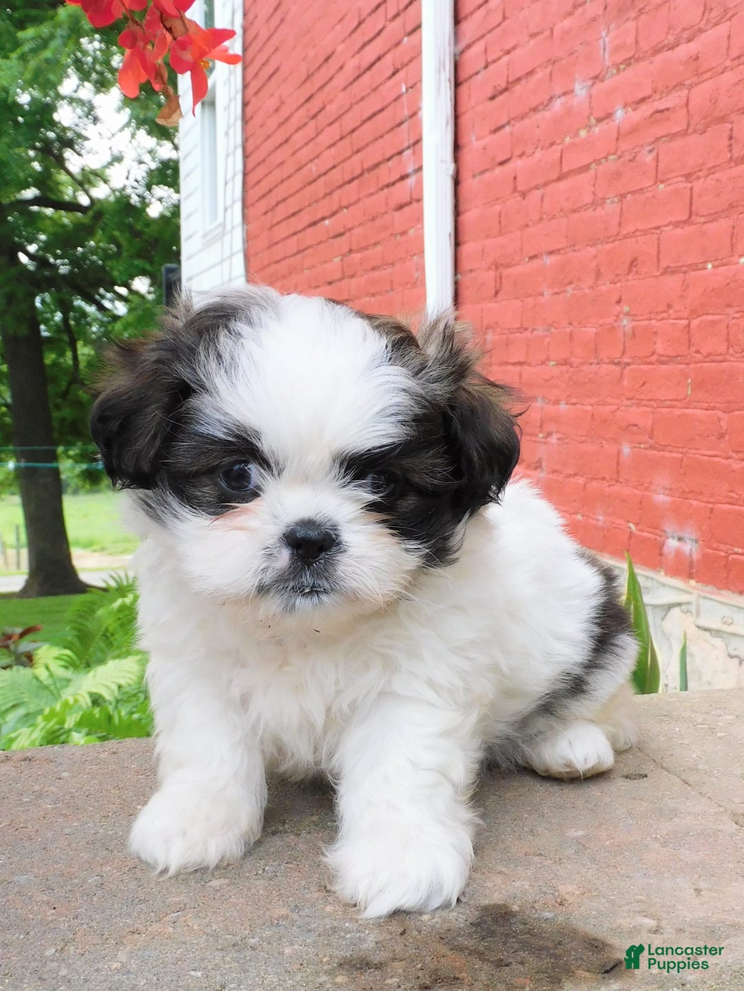 Shih Tzu dogs for sale: Mocha - Image 7
