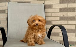 Maltipoo dogs for sale: Kristie - Image 2