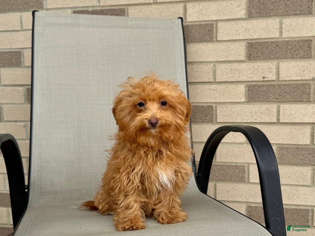 Maltipoo dogs for sale: Kristie - Image 2