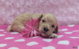 Cockapoo dogs for sale: Nadine - Image 9
