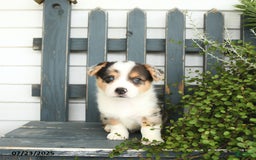 Welsh Corgi Pembroke dogs for sale: Jackson - Image 1