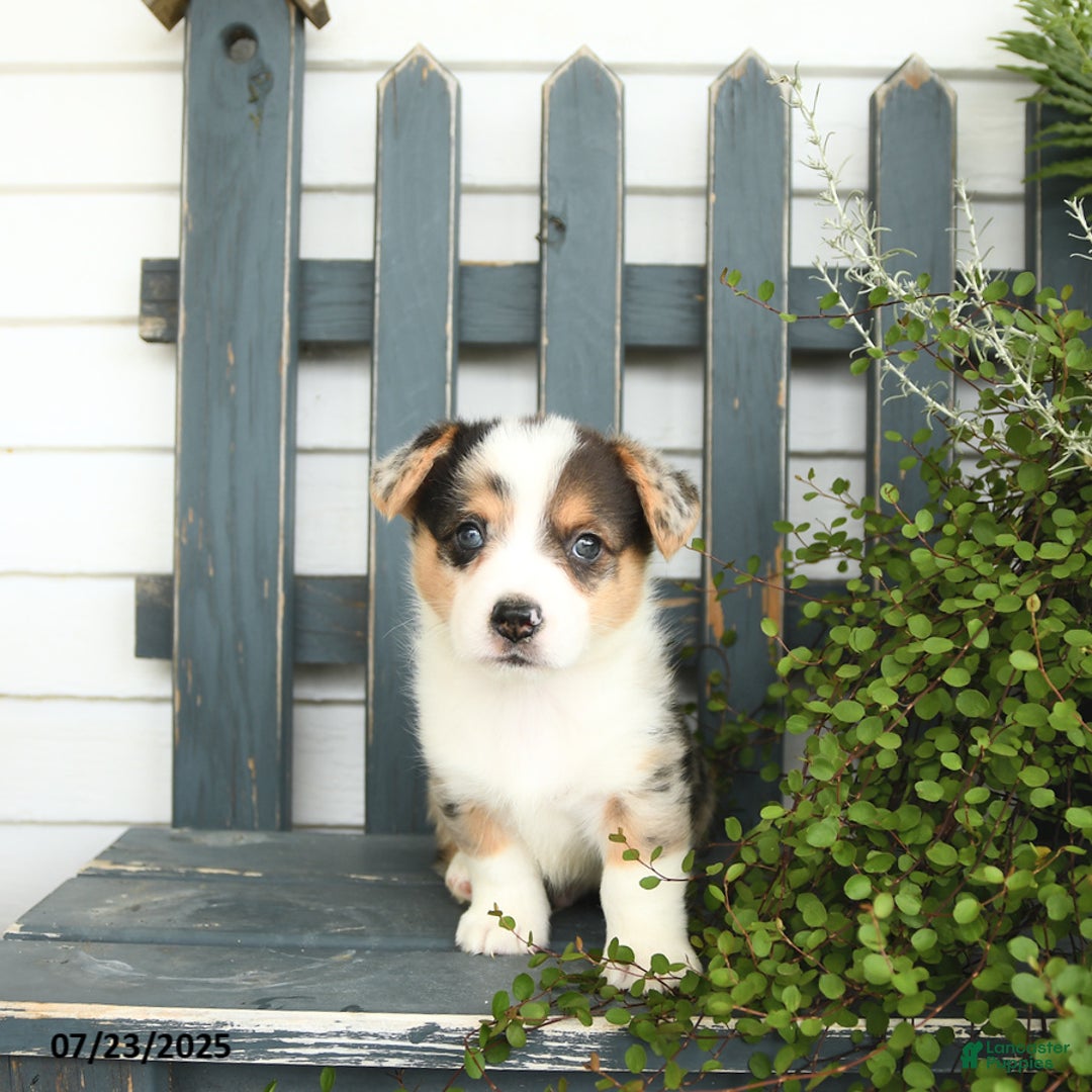 Welsh Corgi Pembroke dogs for sale: Jackson - Image 1