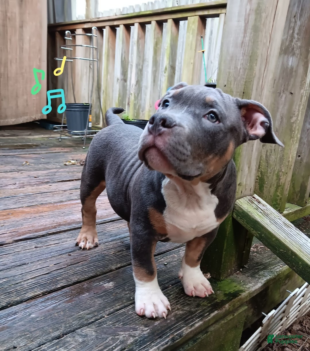 American Bully dogs for sale: Rose Col - Image 10