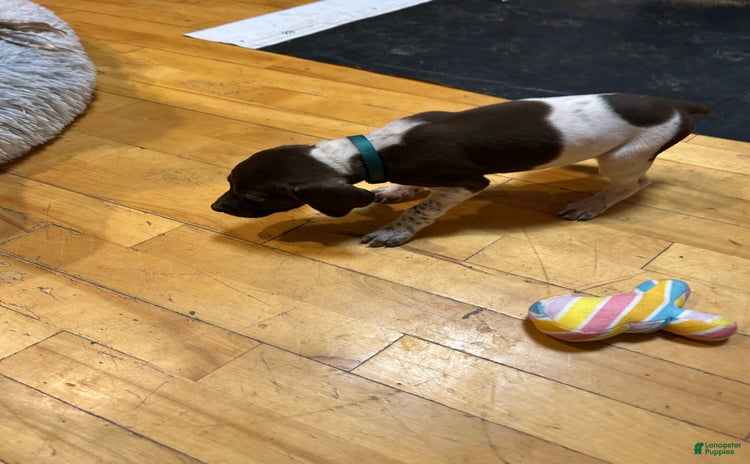 German Shorthaired Pointer dogs for sale - Ad 3