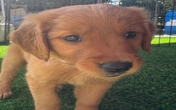 Golden Retriever dogs for sale: White - Image 1