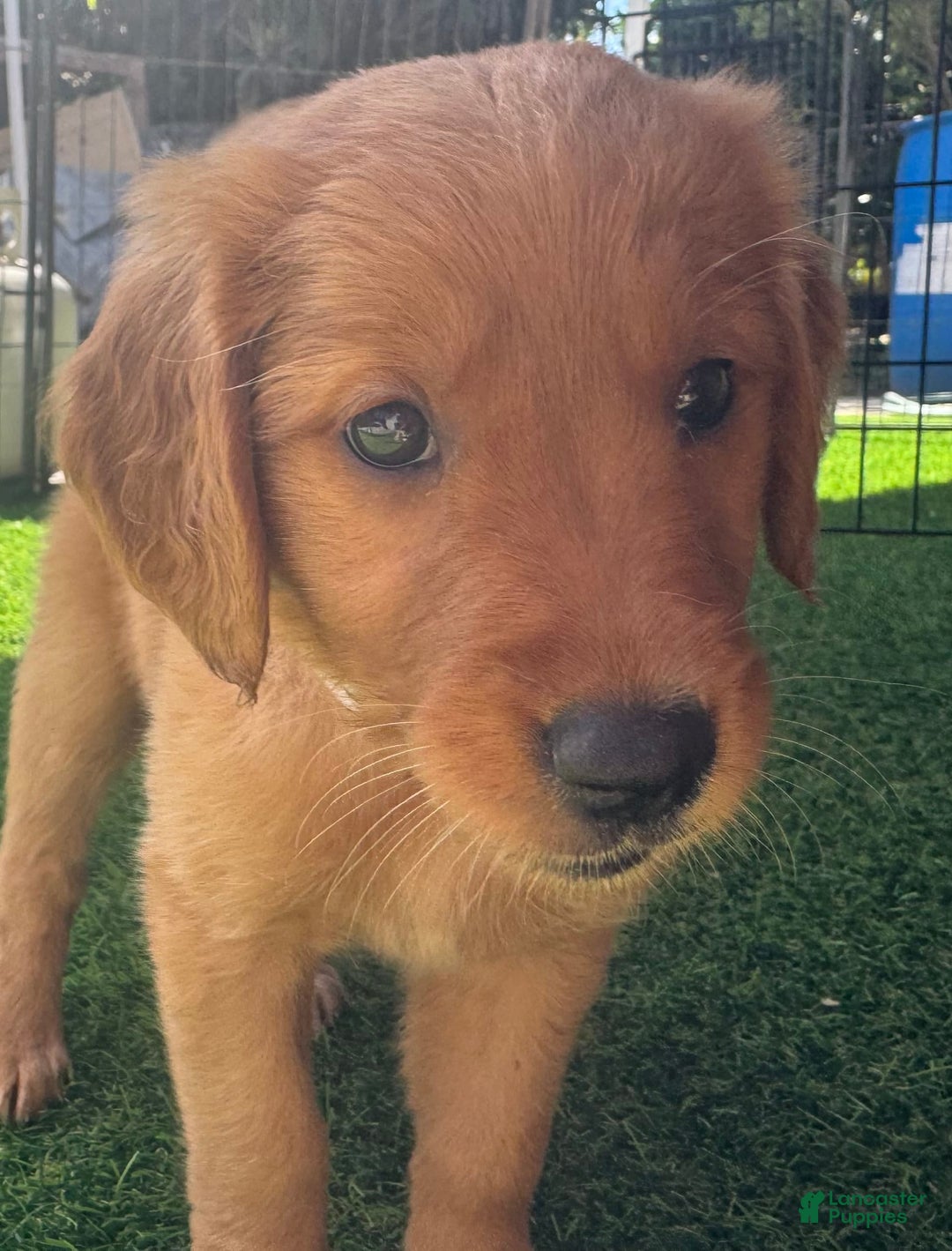 Golden Retriever dogs for sale: White - Image 1