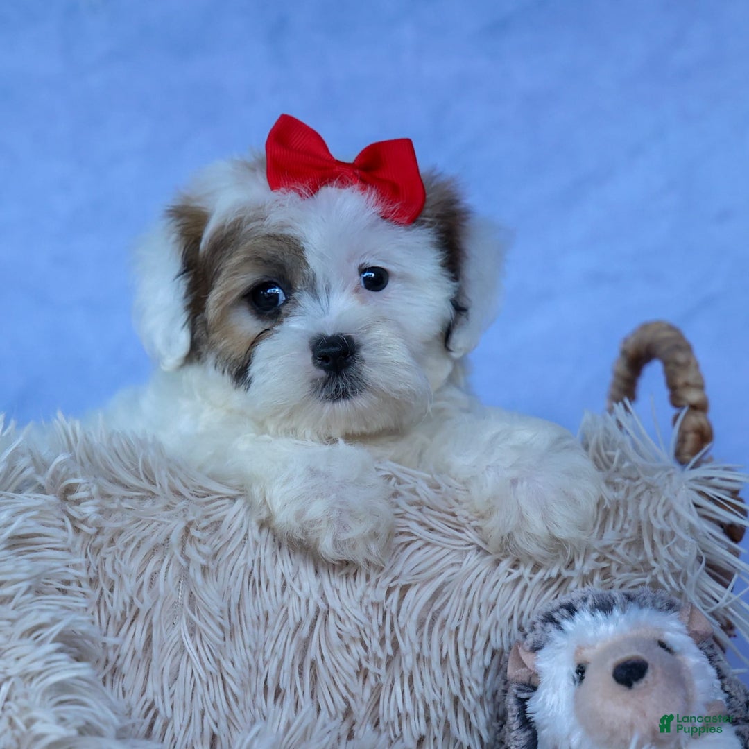 Shihpoo dogs for sale: Sage - Image 10