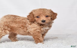 Mini Goldendoodle dogs for sale: Petite Ms. Nadia - Image 4