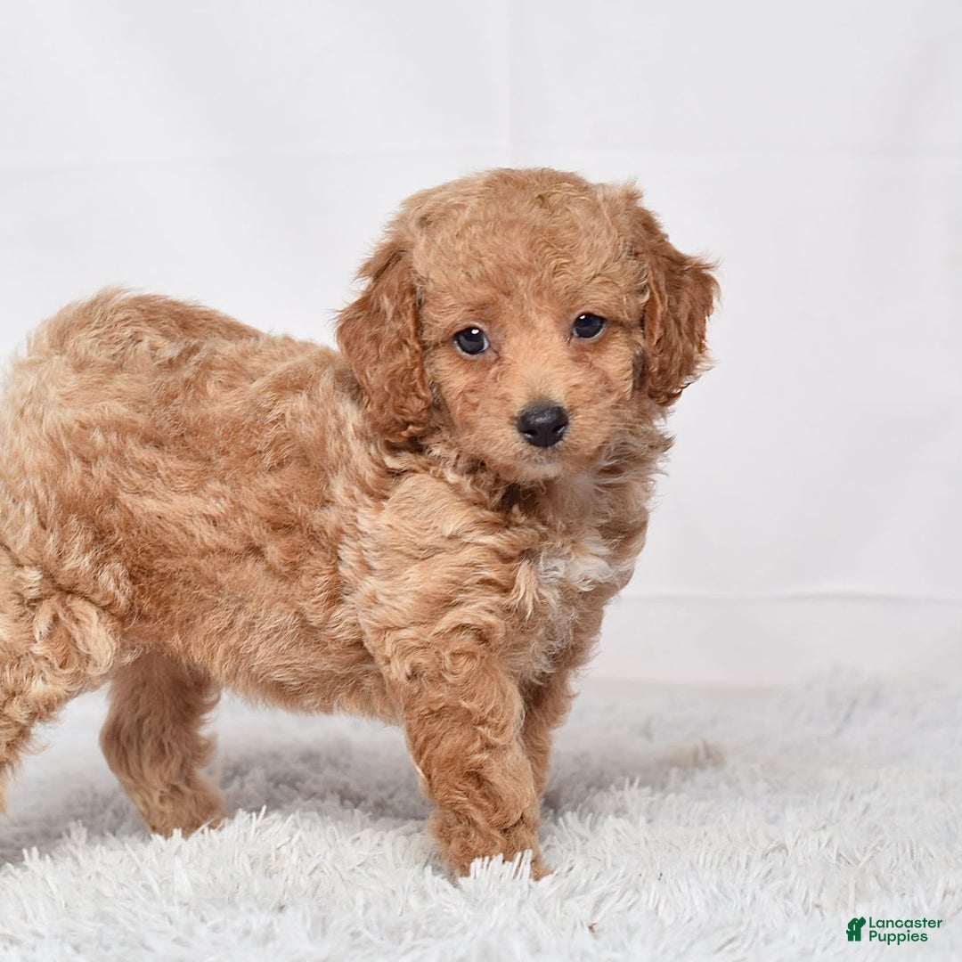 Mini Goldendoodle dogs for sale: Petite Ms. Nadia - Image 4