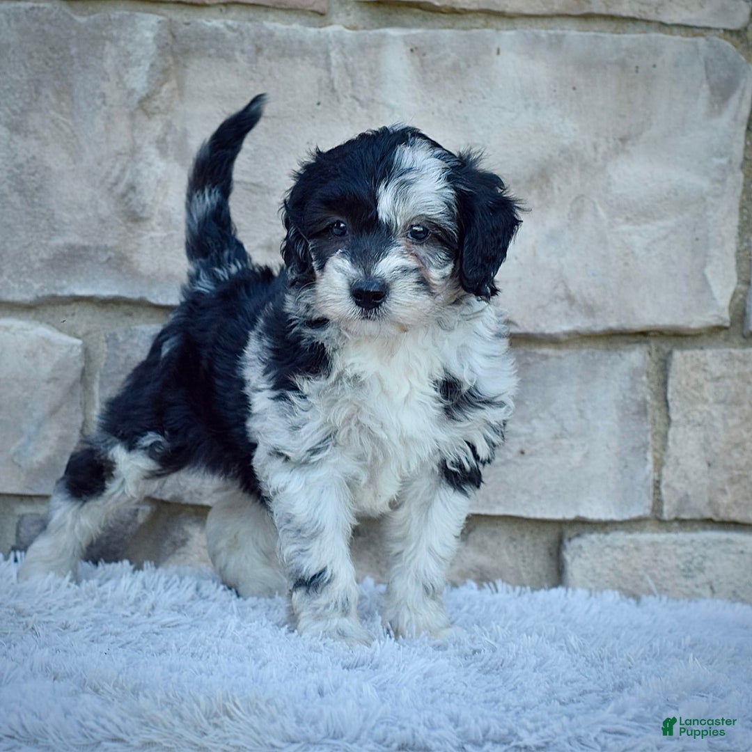 Mini Goldendoodle dogs for sale: Mr. Marley - Image 1