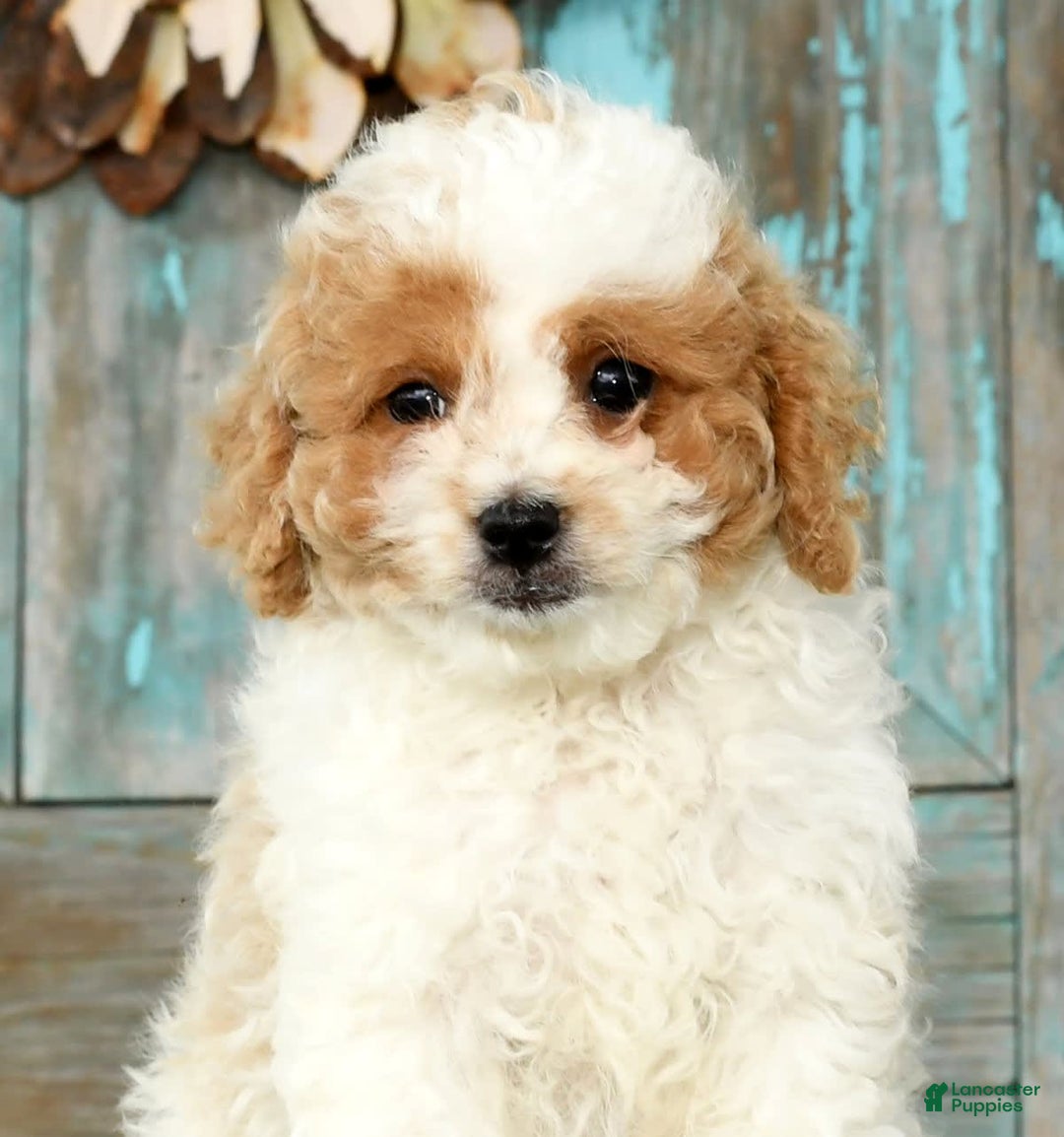 Cavapoo dogs for sale: Merf - Image 6