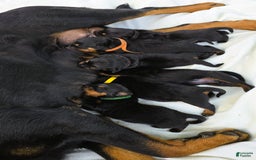 Rottweiler dogs for sale: Rex - Image 13