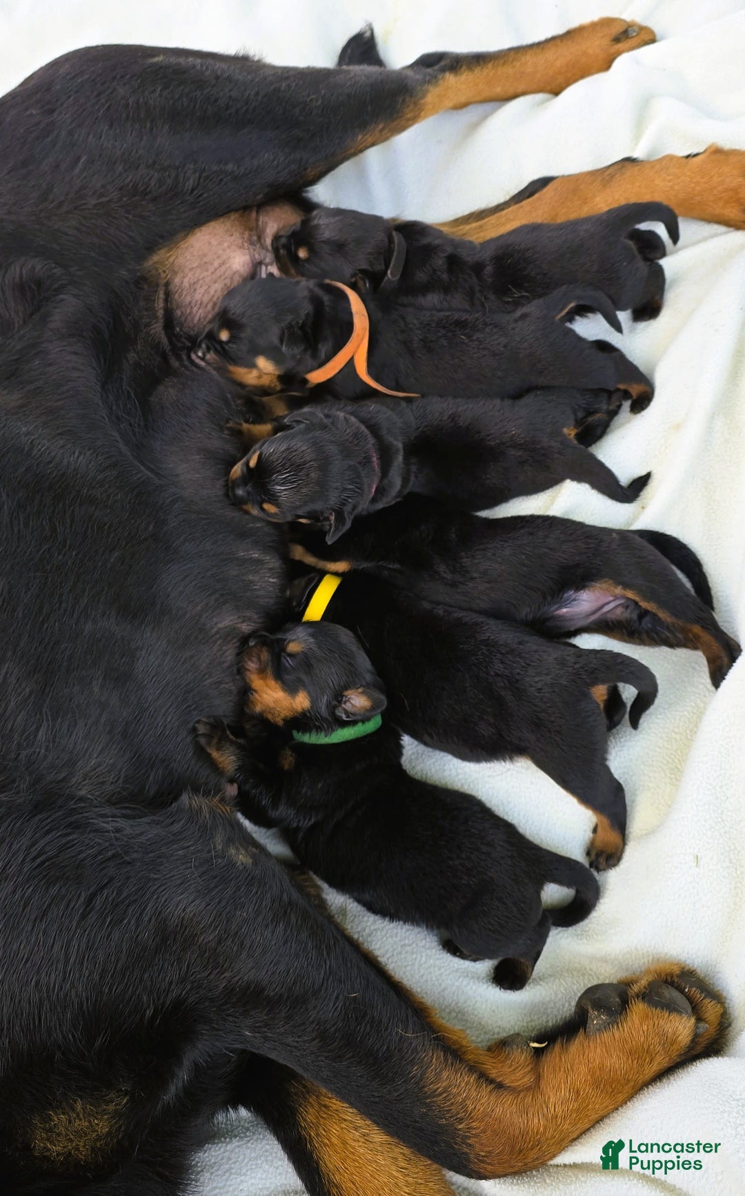 Rottweiler dogs for sale: Rex - Image 13