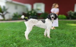 Standard Poodle dogs for sale: Max - Image 3