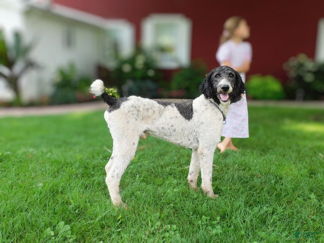 Standard Poodle dogs for sale: Max - Image 3
