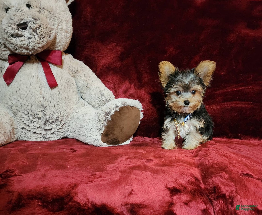 Yorkshire Terrier dogs for sale: PEANUT - Image 5