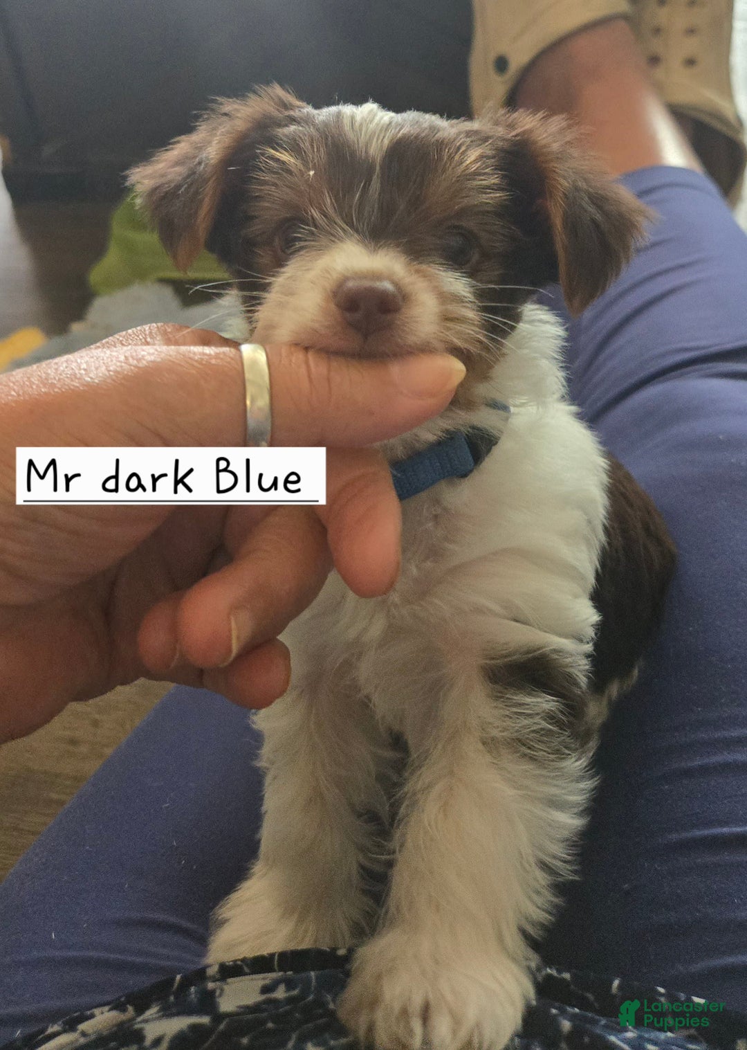 Yorkshire Terrier dogs for sale: Mr dark Blue - Image 1
